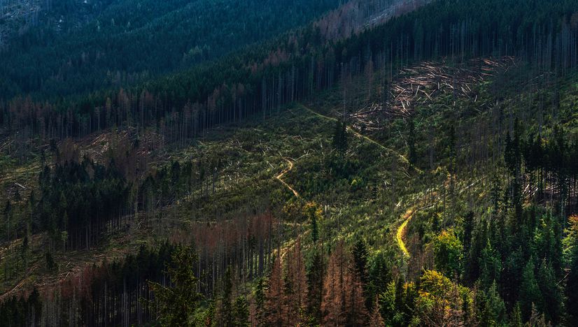 Ecological Economics: A Solution to Deforestation?